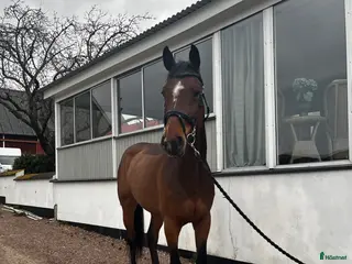 hästar TREVLIG TÄVLINGSHÄST - Annons 5