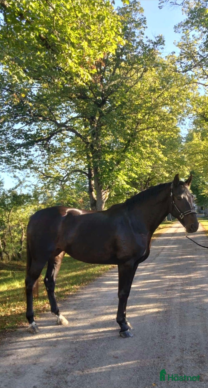  hästar Arbetsvilligt sto för den orädda ryttaren  i Fagersta - Annons 12