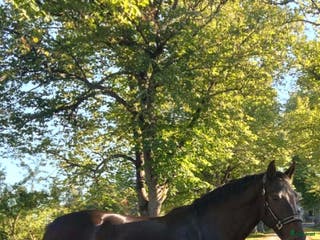 Hoppning hästar till salu: Arbetsvilligt sto för den orädda ryttaren i Fagersta - Annons 2