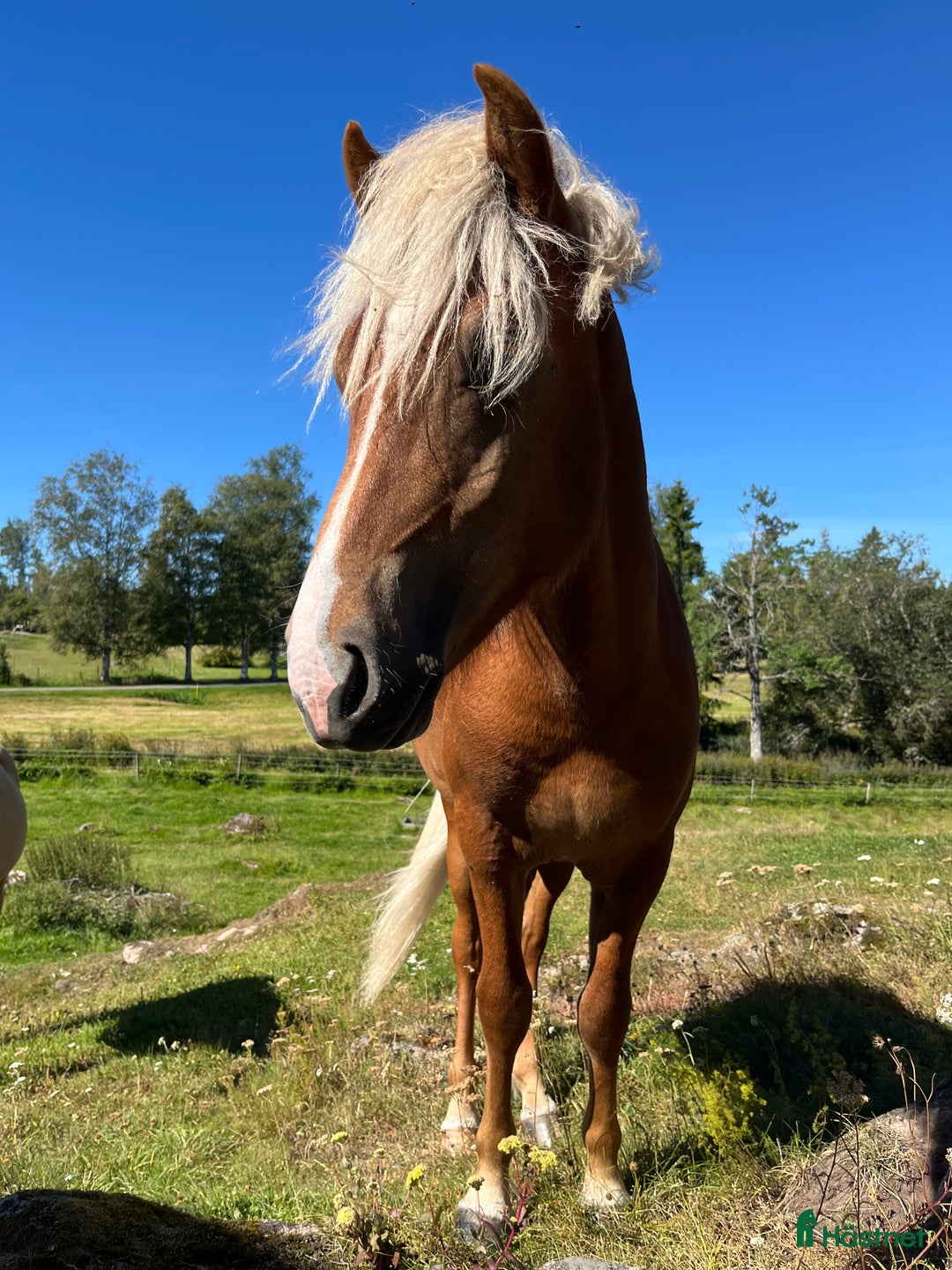 Island hästar till salu: Snäll charmig och snygg hingst i Nässjö - Annons 6