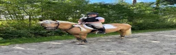 Allround hästar till salu: Snäll ponny i Falköping - Annons 4