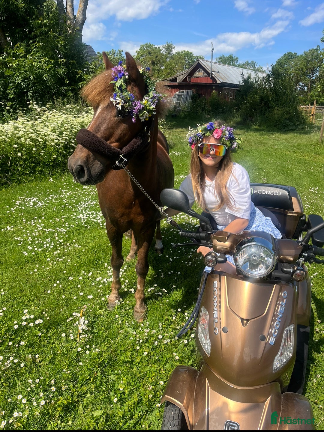 Hoppning hästar till salu: One in A million ponny🌟 i Färjestaden - Annons 7