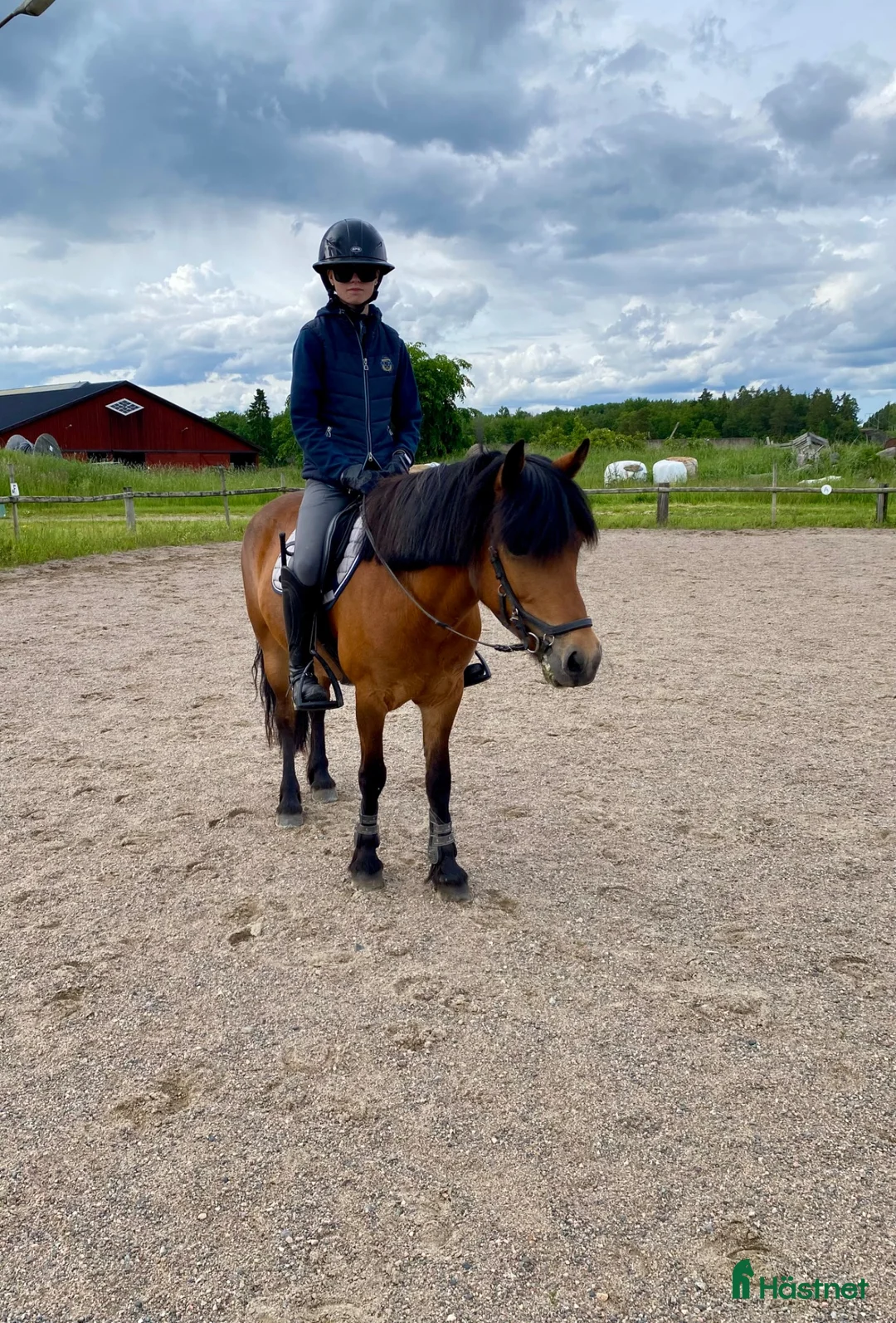Allround hästar till salu: Trygg allroundponny - Annons 1