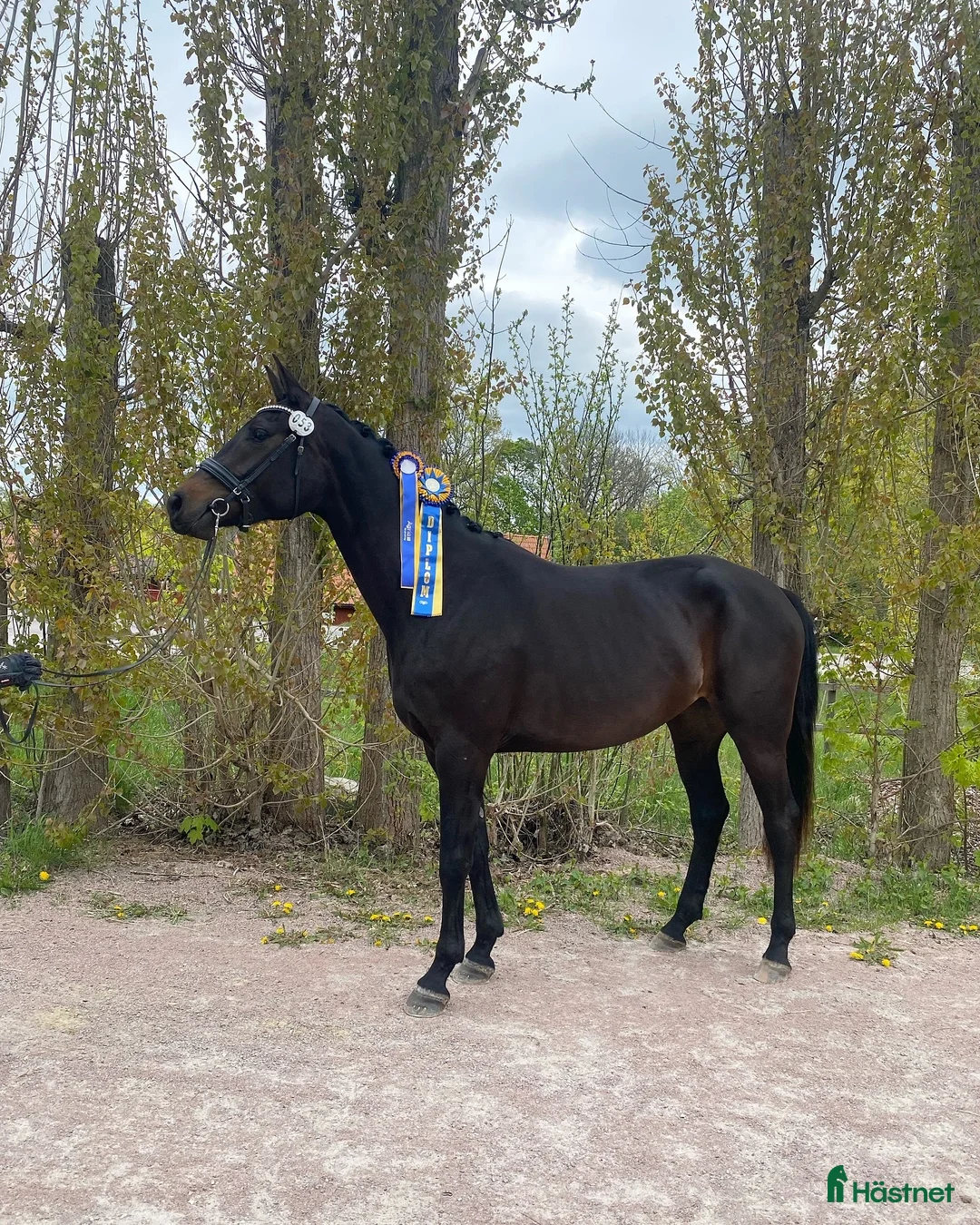  hästservice finnes: Utbildning/inridning/tävling  - Annons 2