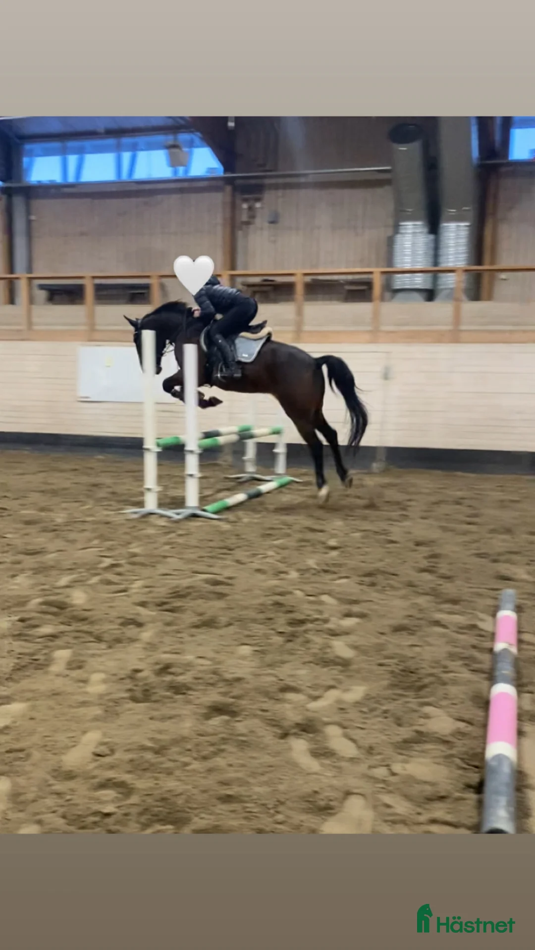 Allround hästar till salu: Intressekoll på finaste Lucky 💕 (Ev. Säljes) i Boden - Annons 4