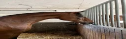 Hoppning hästar till salu: Hingst e. Atlantic-Canvas Plus - Annons 6