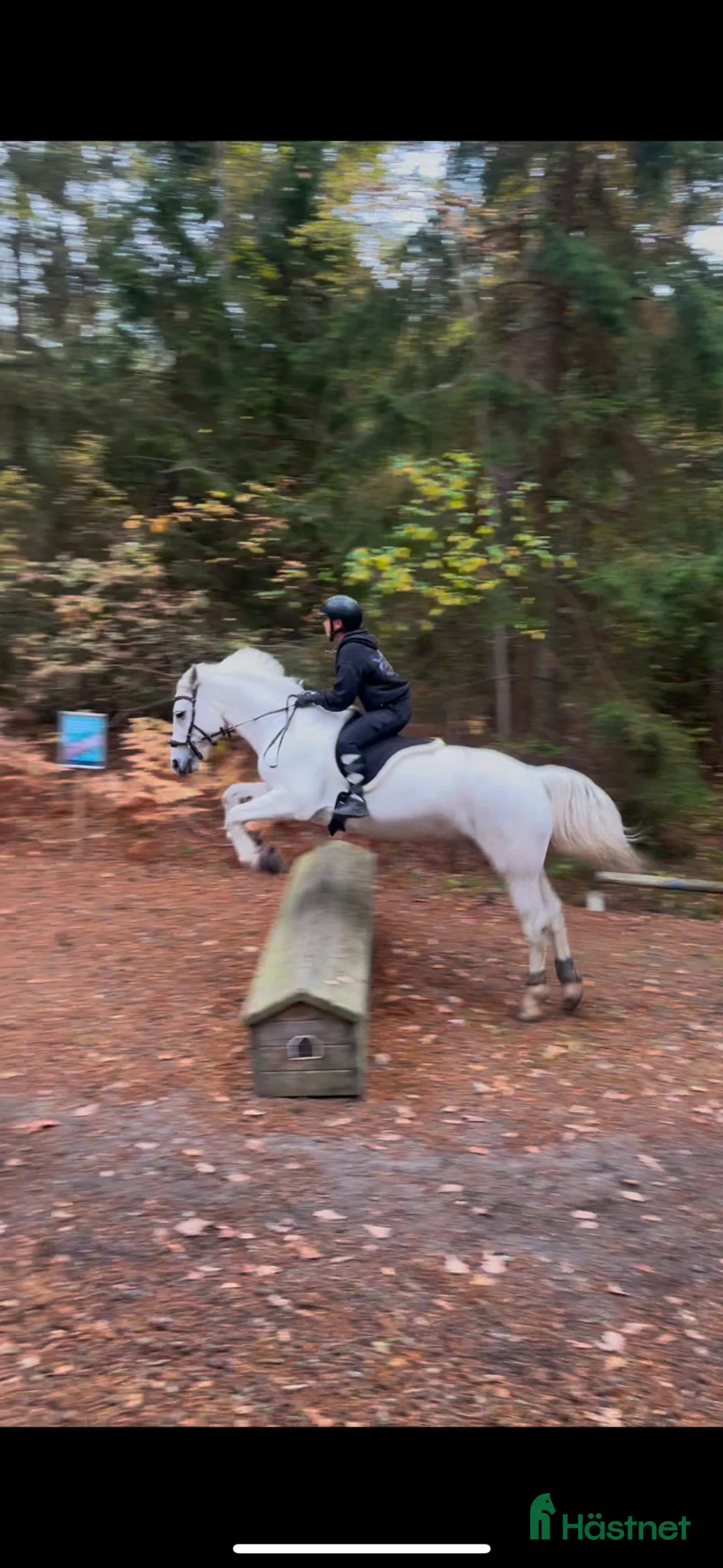 Allround hästar till salu: Mysig allaroundponny! - Annons 1