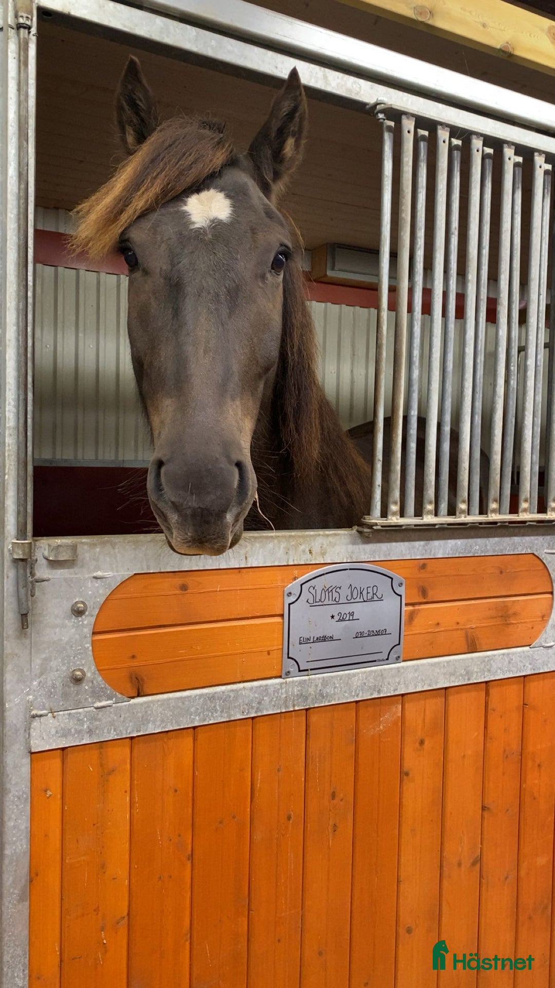 Allround hästar till salu: Snygg kallblodstravare  i Älvdalen - Annons 5