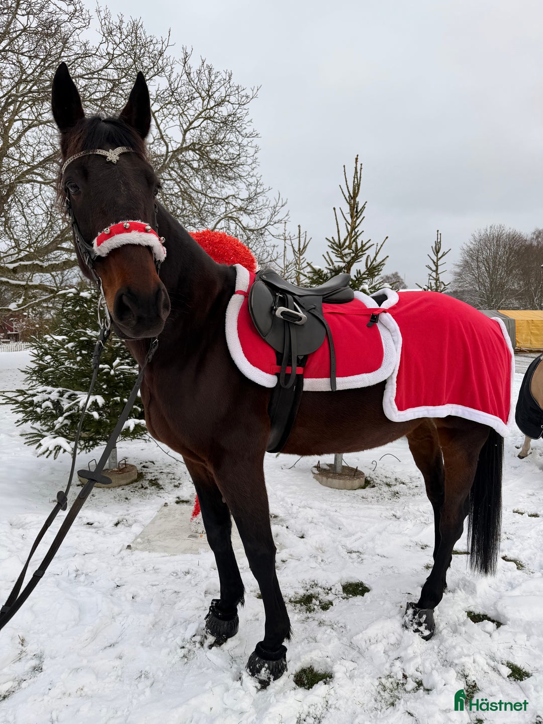 Allround hästar till salu: varmblodstravare med hjärtat på rätt ställe i Näsum - Annons 2