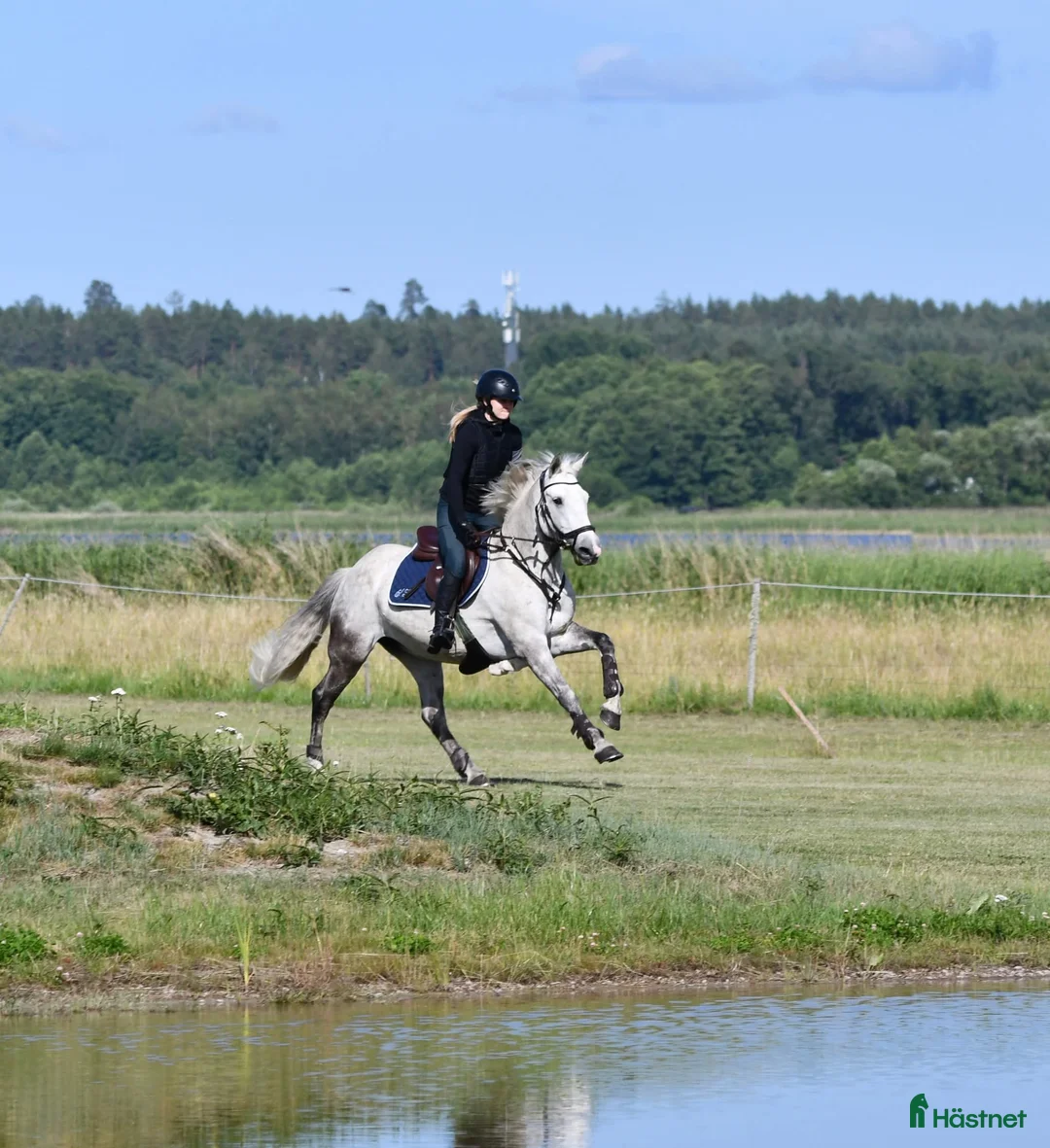 Hoppning hästar till salu: Underbar D-ponny med power i Västerås - Annons 4