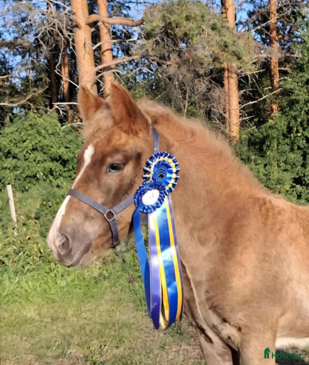 Allround hästar till salu: Nordsvensk Brukshäst Sto - Annons 4