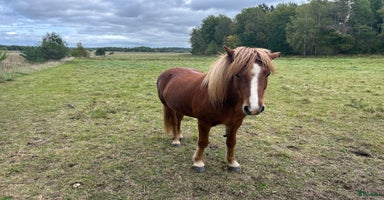  hästar i Enköping - Annons 3