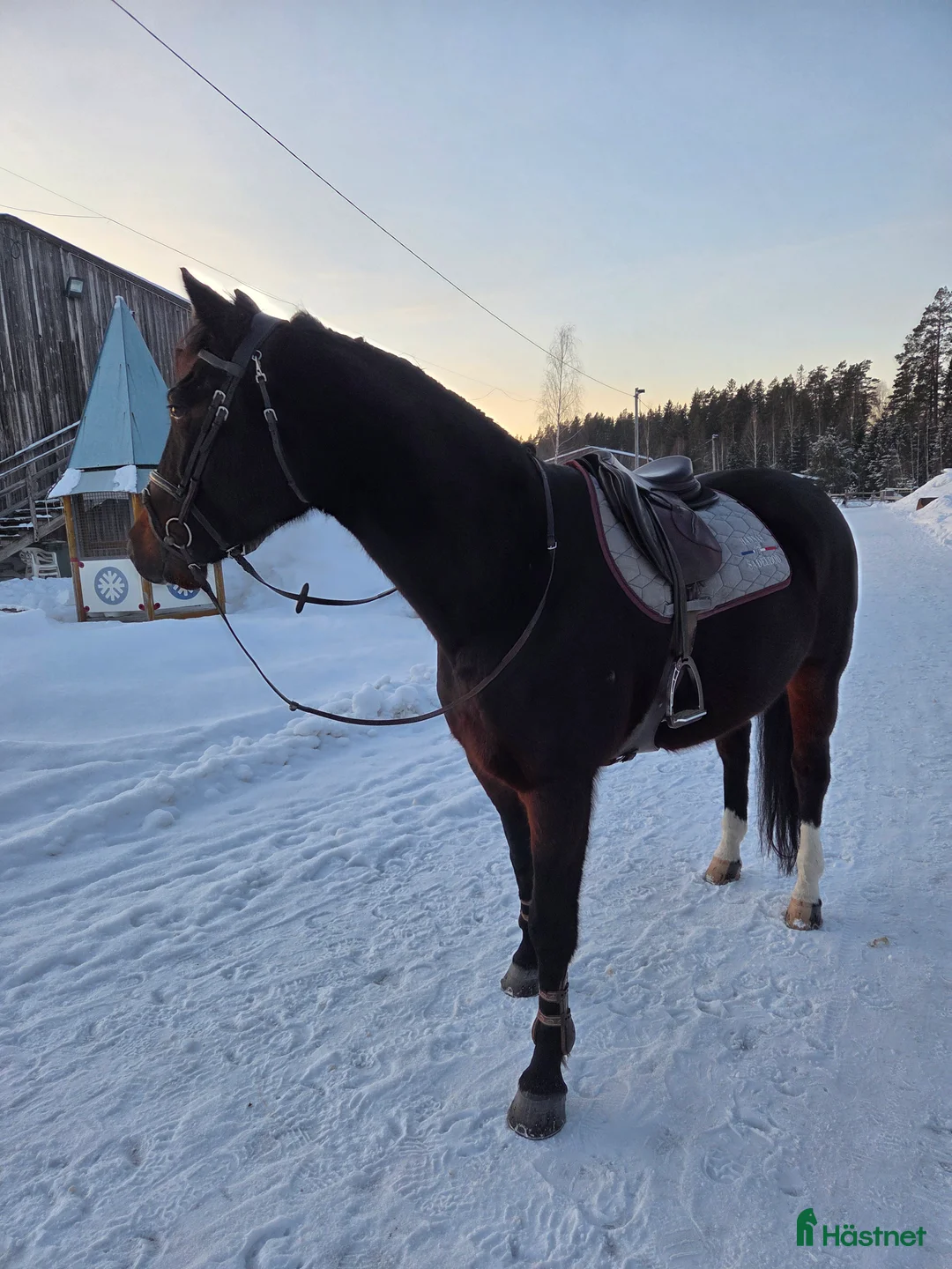 Allround hästar till salu: Fantastisk Snygg & Trygg SWB, Tanthäst/Mor dotter  i Sandviken - Annons 3