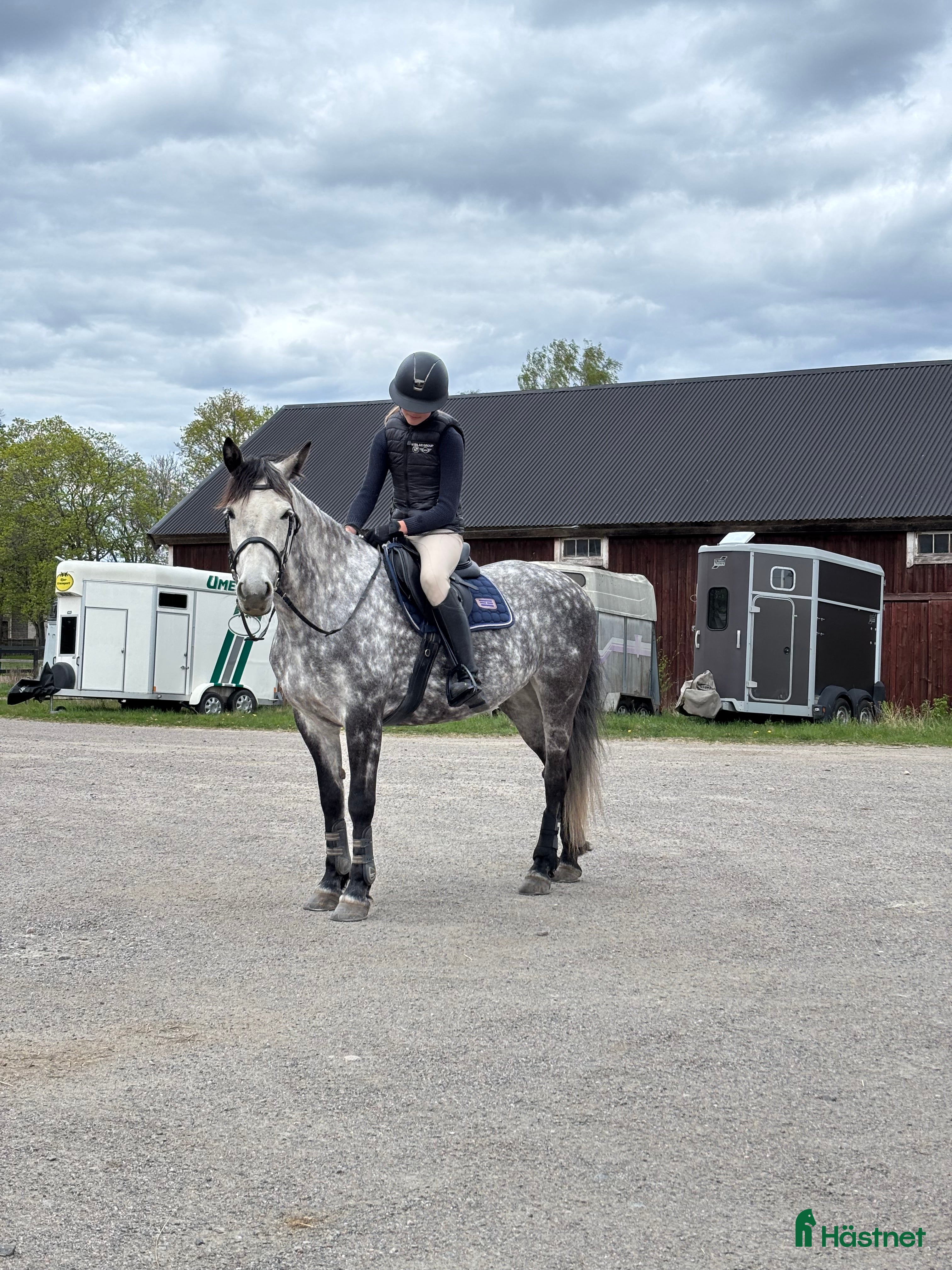  hästar Häst sökes - Annons 22