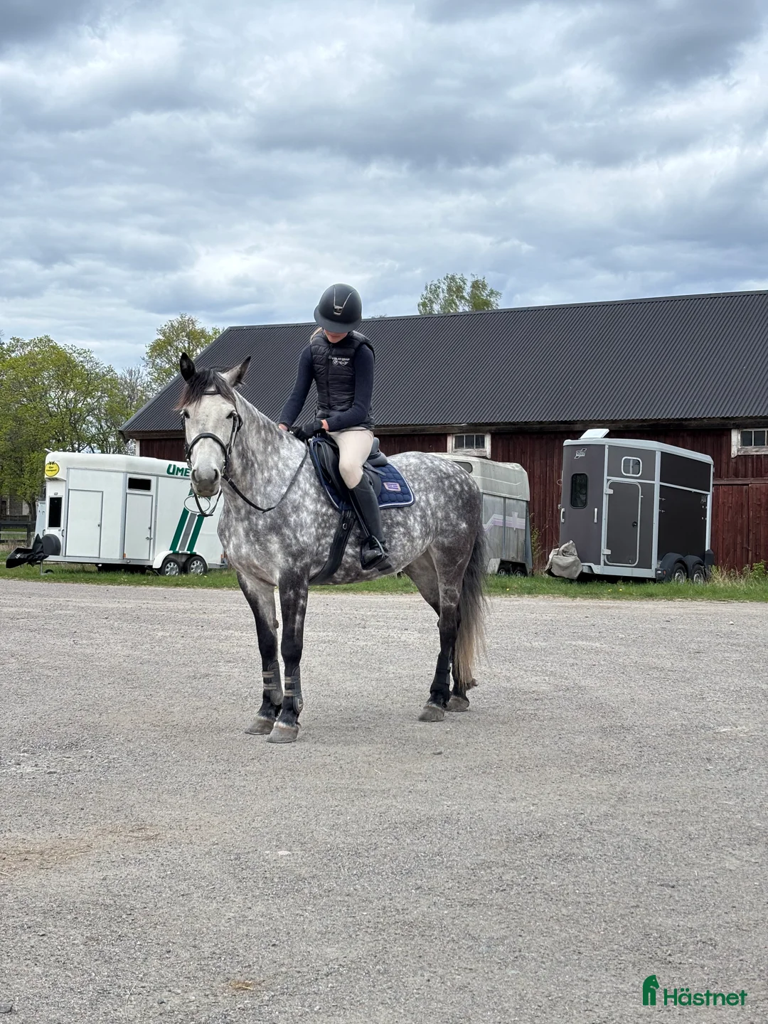 Hoppning hästar sökes: Häst sökes - Annons 1