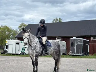 hästar Häst sökes - Annons 22