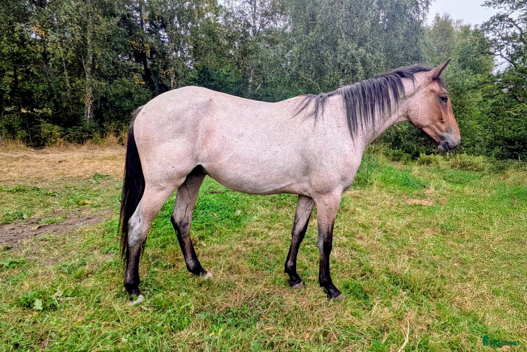 Hoppning hästar till salu: Trevlig valack e. York Hästak i Backaryd - Annons 2