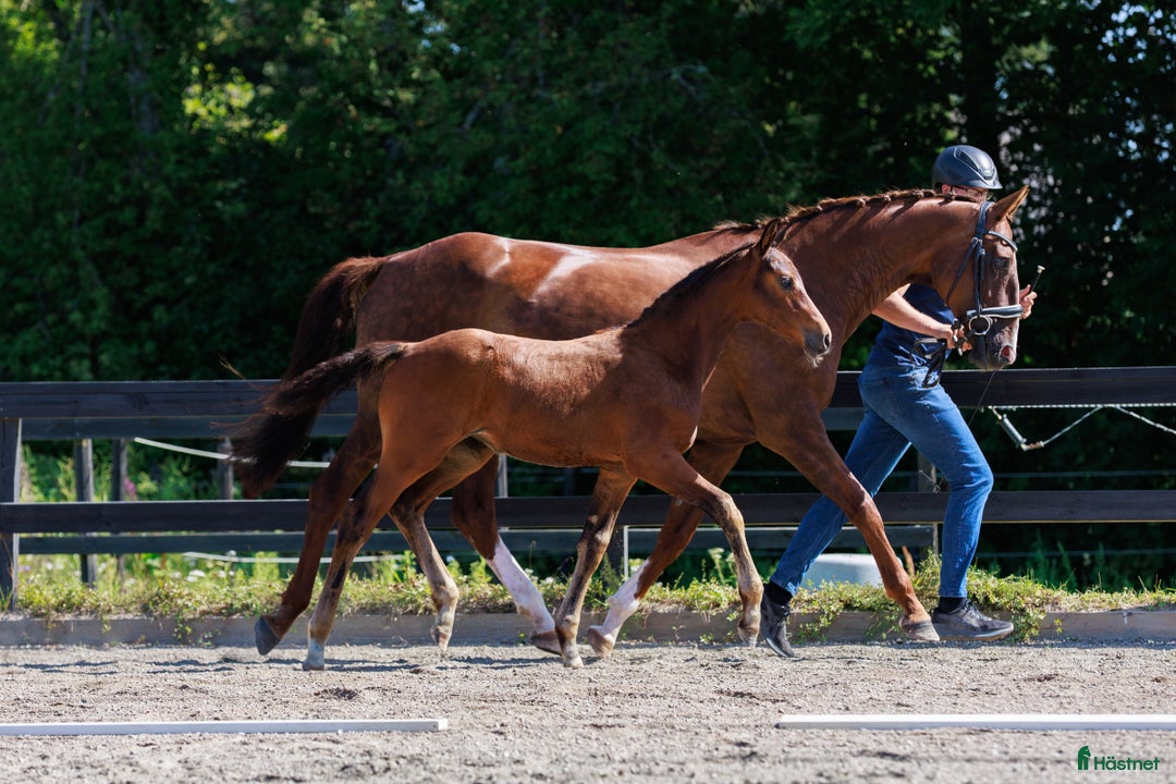 Dressyr hästar till salu: Fölchampionatdeltagare e. Bruksprovsvinnare 💫 i Eskilstuna - Annons 3