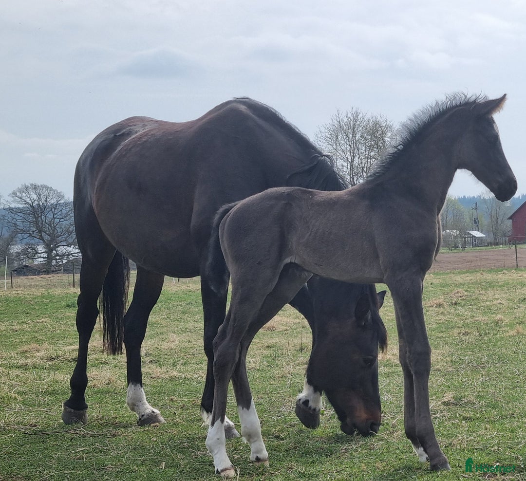 Dressyr hästar till salu: Charmigt svart hingstföl i Gällstad - Annons 2