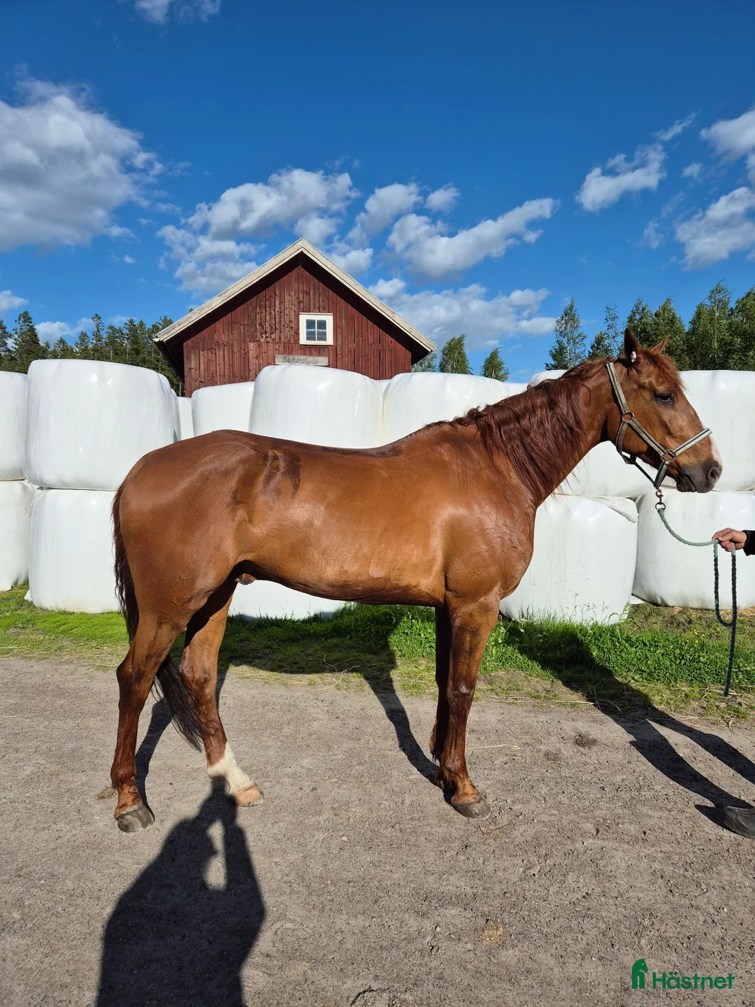 Trav hästar till salu: Fux med bläs - Annons 2