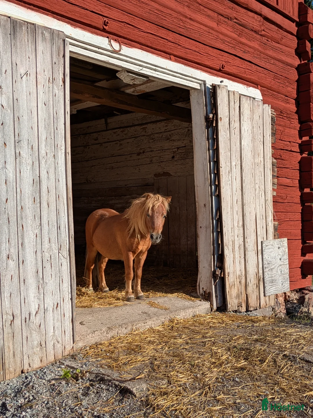 Allround hästar till salu: Ridet och kört sto+unghingstar  i Katrineholm - Annons 3