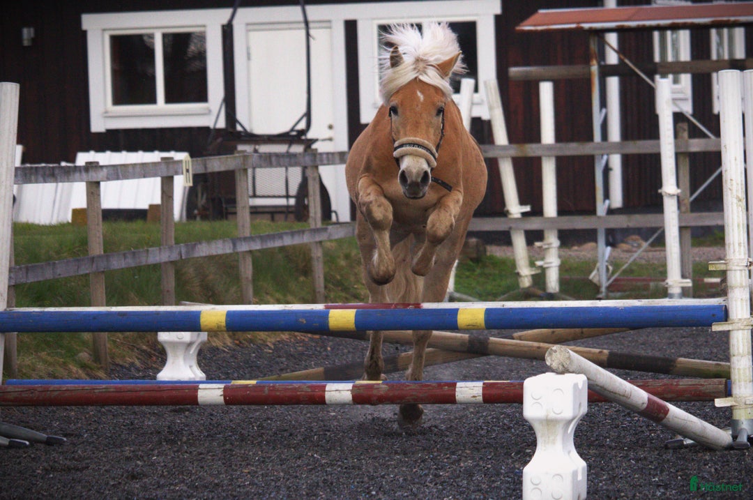 Allround hästar till salu: Haflingervalack med stor potenial! i Åled - Annons 11
