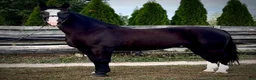 Allround hästar till salu: Hajli–Lovely Silesian Mare|169cm|Dressage&Allround - Annons 13