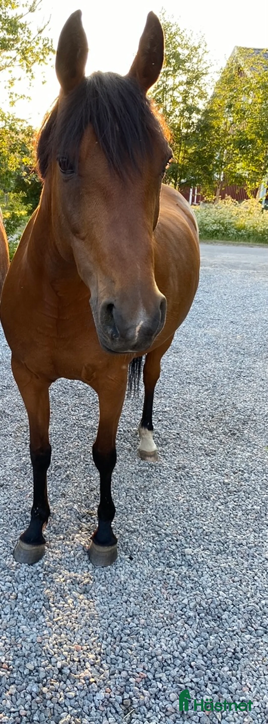 Dressyr hästar till salu: Arbetsvillig stjärna! i Örnsköldsvik - Annons 6