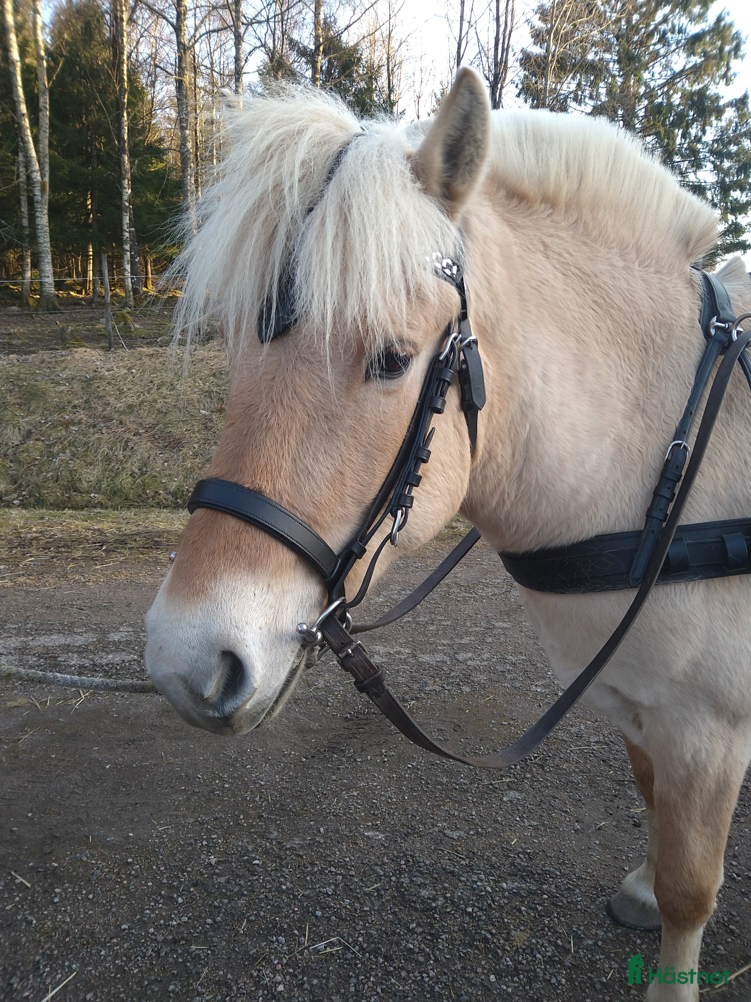  hästar Fjordsto  - Annons 1