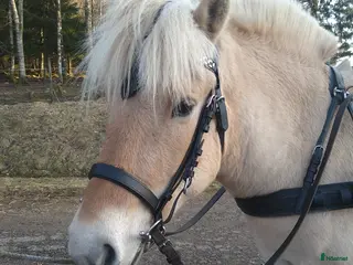hästar Fjordsto - Annons 11