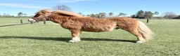 Allround hästar till salu: Minishetland hingst  - Annons 2
