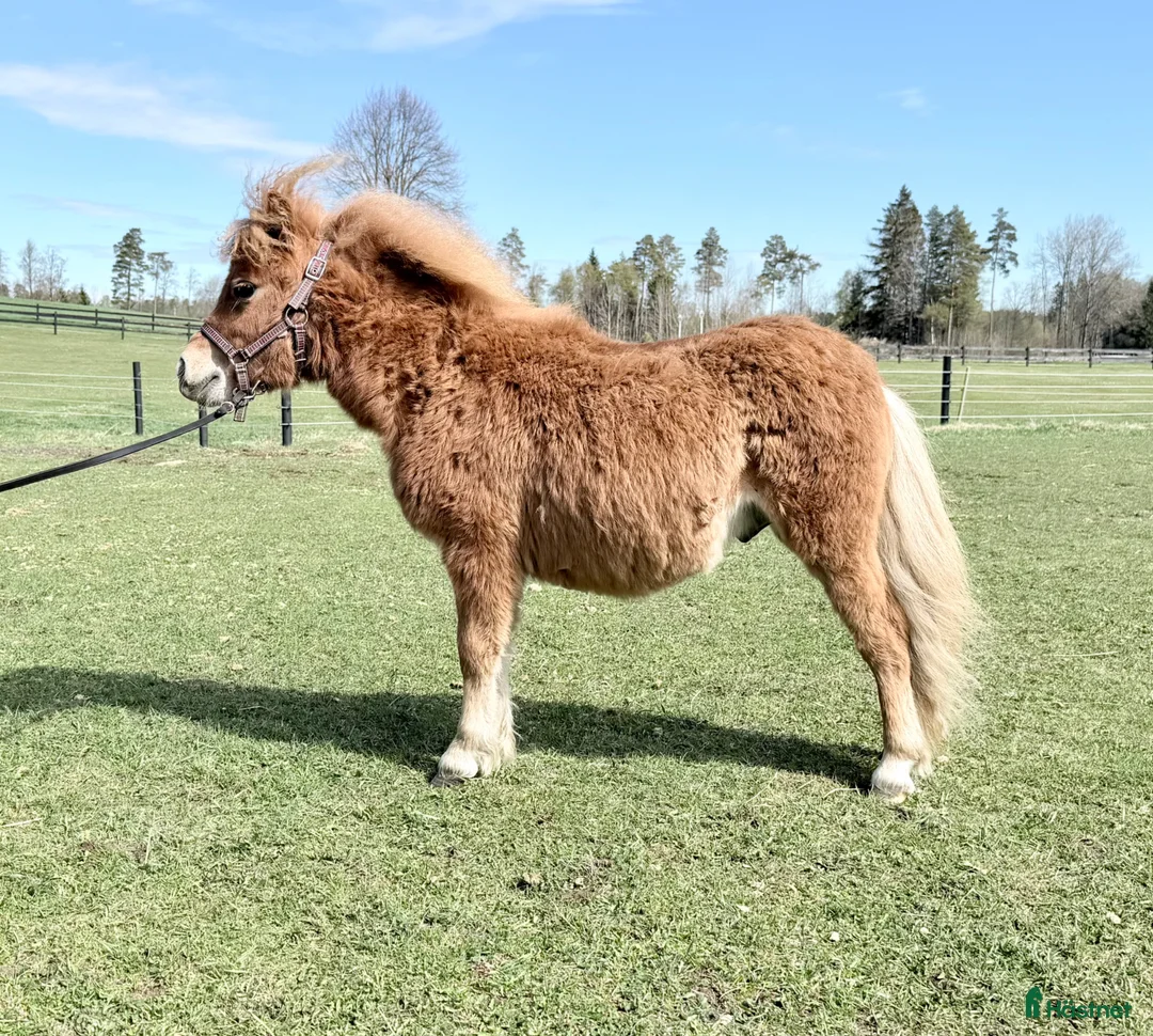 Allround hästar till salu: Minishetland hingst  - Annons 2