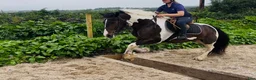 Allround hästar till salu: Coloured D pony - Annons 2