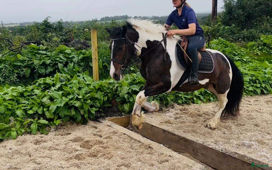 Allround hästar till salu: Coloured D pony - Annons 2