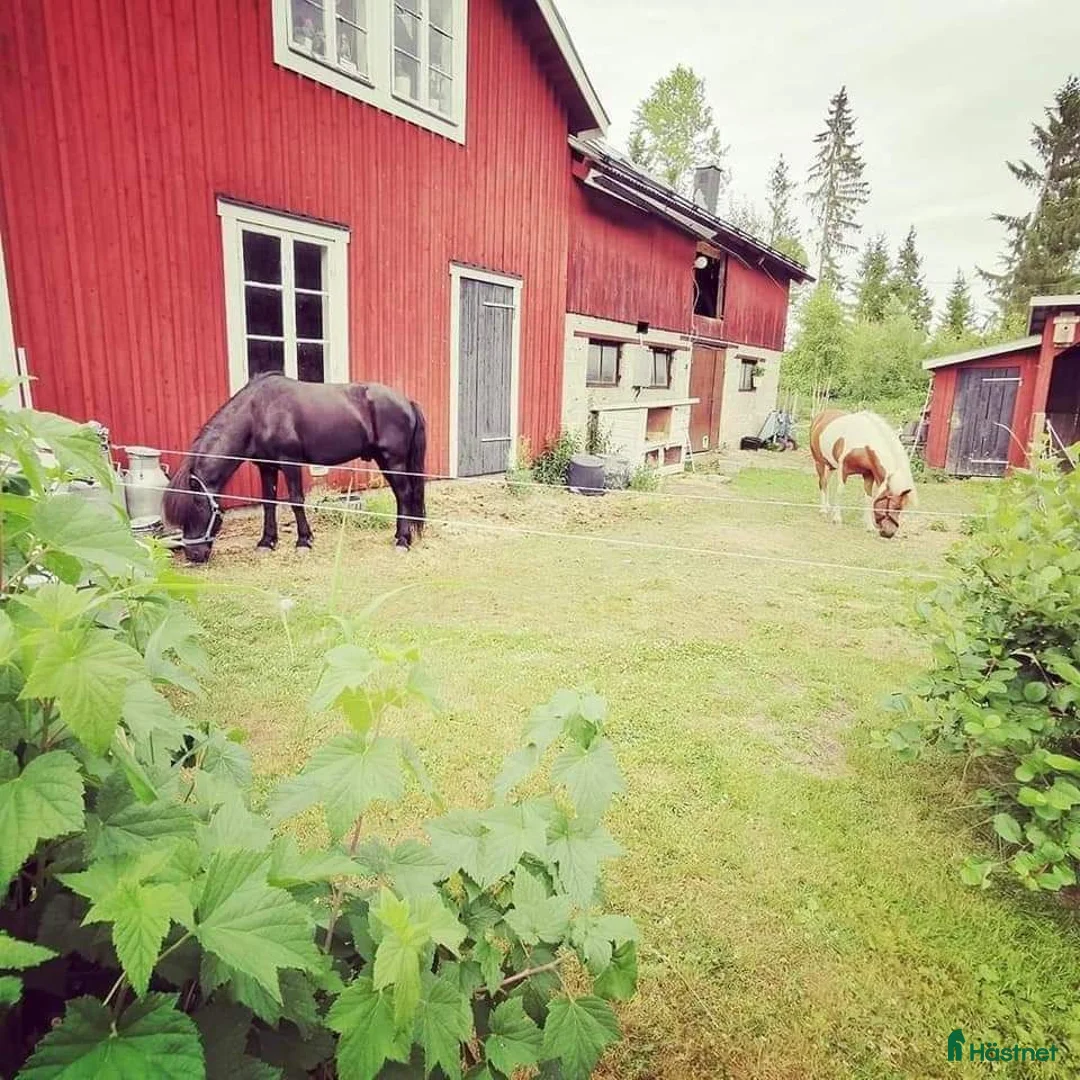  stallplats finnes: Stallplats/Lösdriftplats - Annons 2