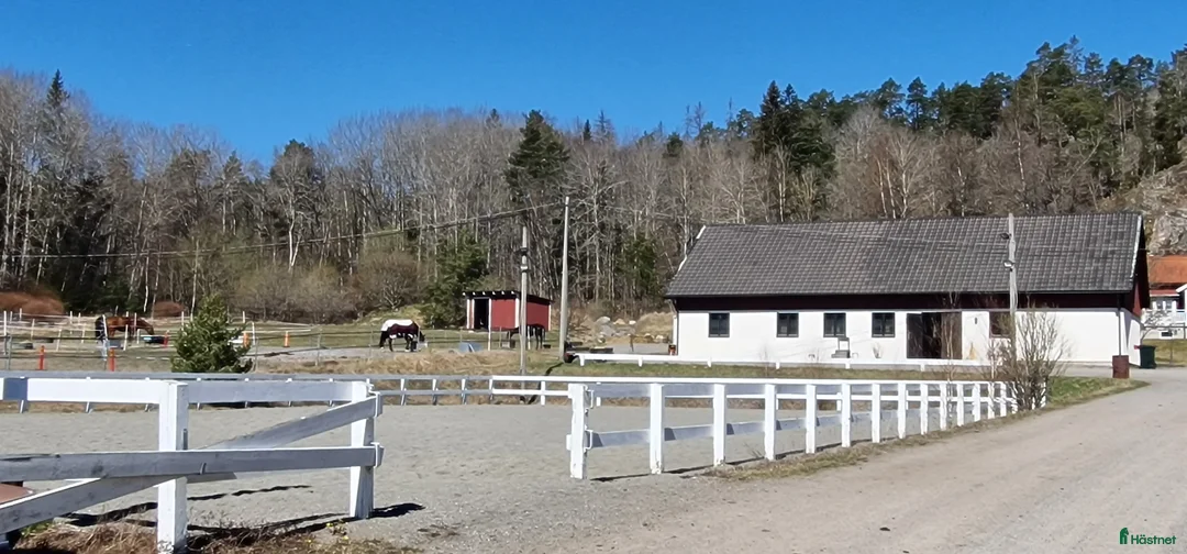  stallplats finnes: Ledig boxplats i Södertälje  - Annons 6