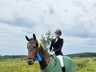 hästar Bästa vän till träning eller tävling i Kode - Annons 6