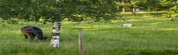  stallplats finnes: Stallplats/sommarbete - Ljungsbro  - Annons 2