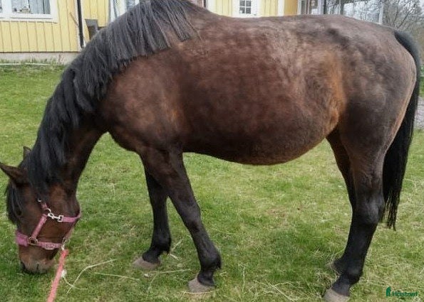  hästar Topp stammad fölsto - Annons 2