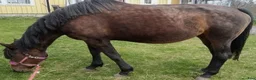 Trav hästar till salu: Topp stammad fölsto - Annons 1
