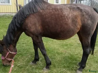 hästar Topp stammad fölsto - Annons 2