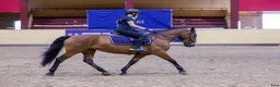 Allround hästar till salu: Härlig arab/lipizzaner-korsning i Varekil - Annons 11
