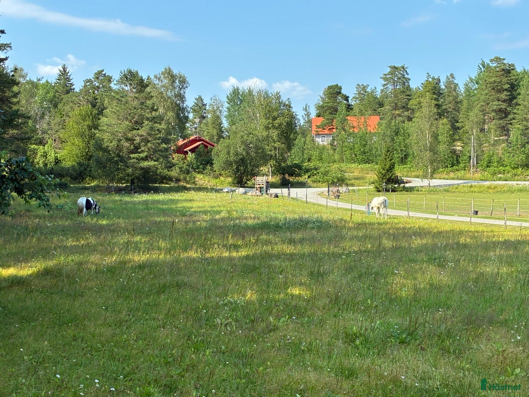  stallplats finnes: Boxplats med lång utevistelse i Åkersberga - Annons 3
