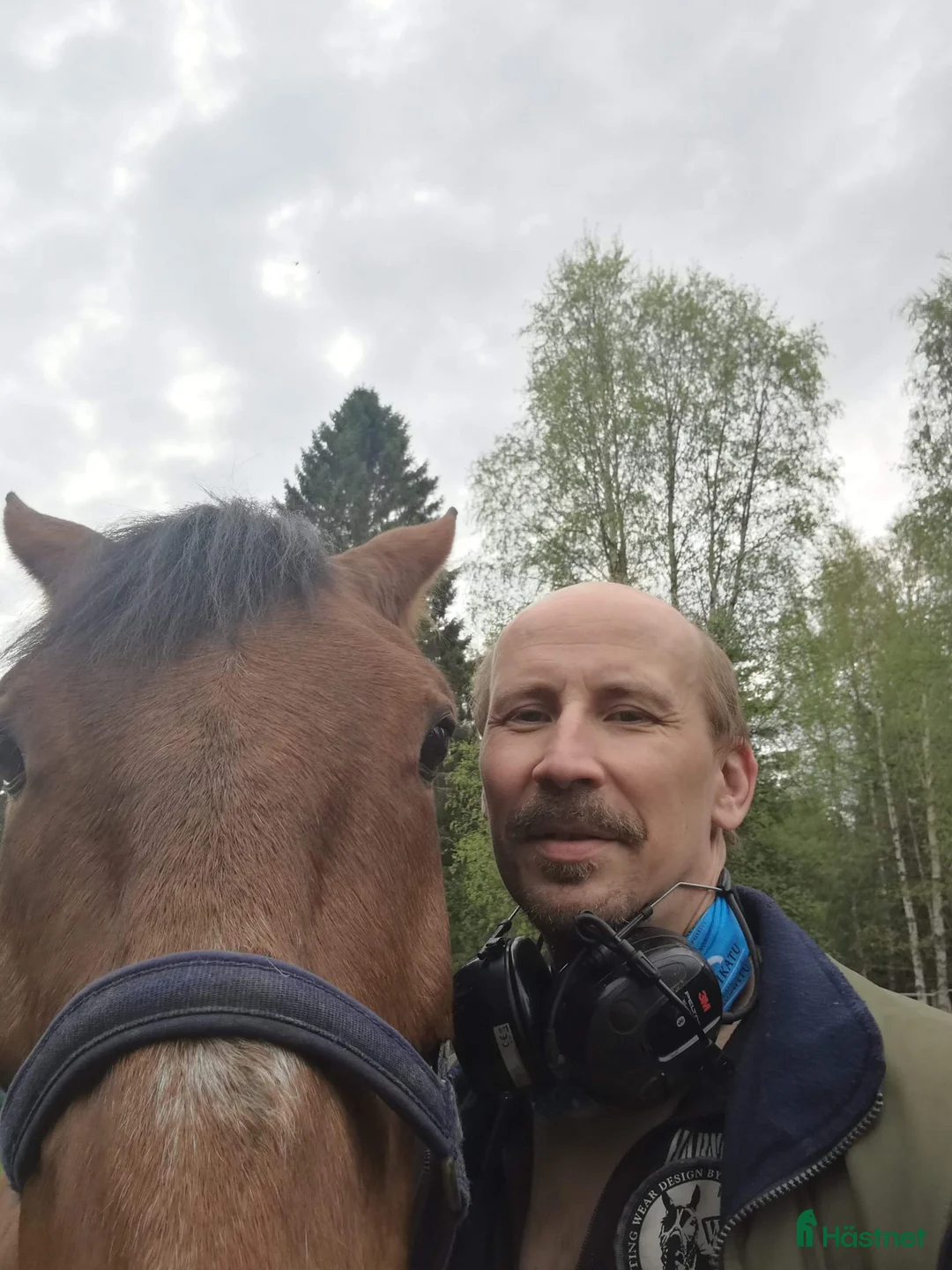 Galopp hästar sökes: Söker sto :halvblod eller fullblod projekt  - Annons 9