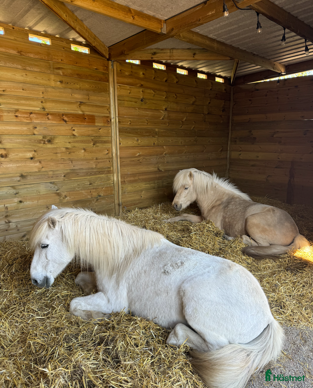  stallplats finnes: Lösdriftsplats för islandshäst utanför Helsingborg i Vallåkra - Annons 1