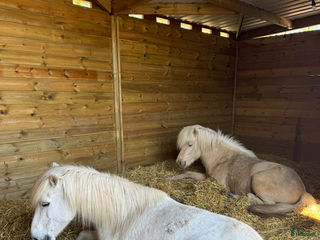 stallplats finnes: Lösdriftsplats för islandshäst utanför Helsingborg i Vallåkra - Annons 2
