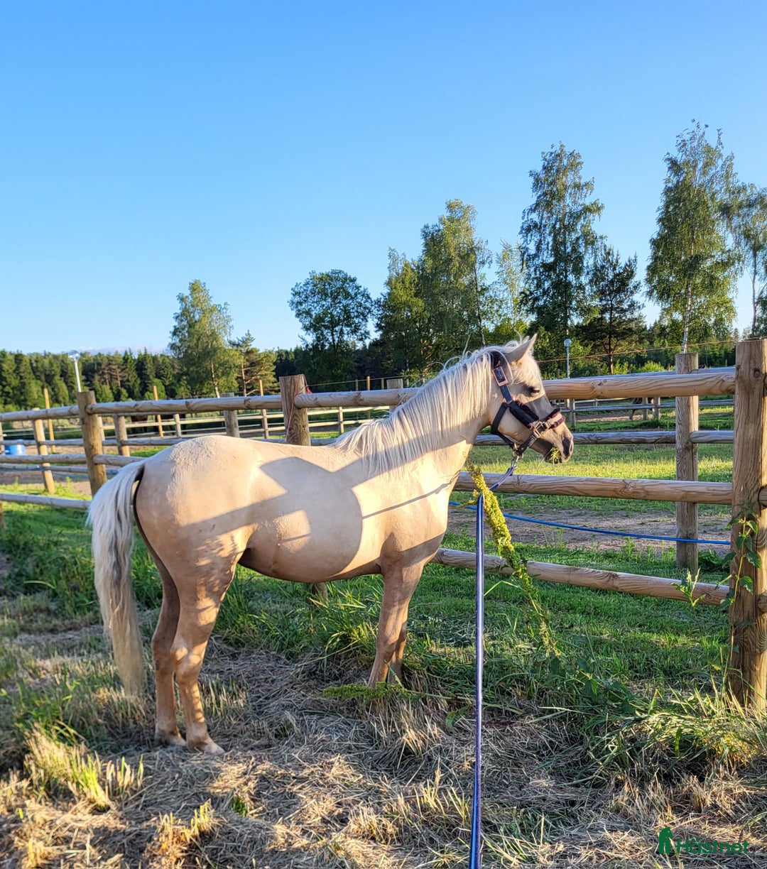 Allround hästar till salu: Trevlig ungponny i Vårgårda - Annons 1