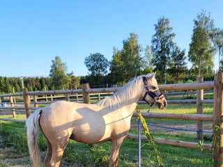 hästar Trevlig ungponny i Vårgårda - Annons 20