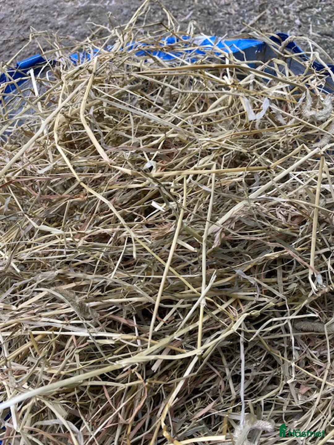 Övrig utrustning övrig utrustning till salu: hösilage 250 kg bal i Billeberga - Annons 3