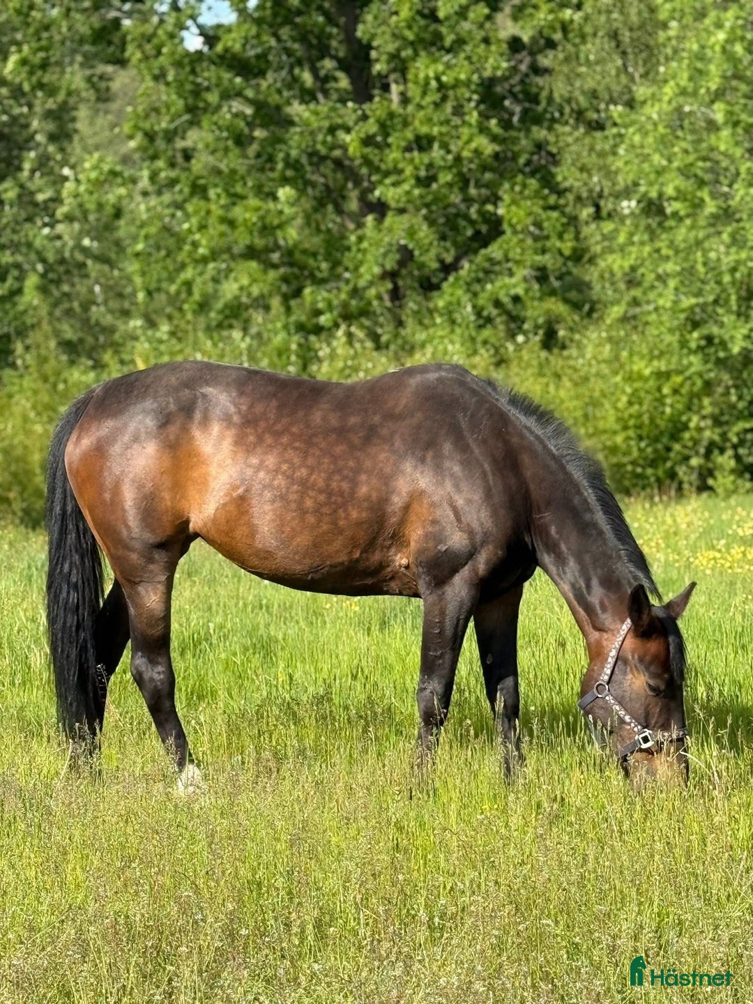 Övrigt hästar sökes: Medryttare sökes  i Vetlanda - Annons 3